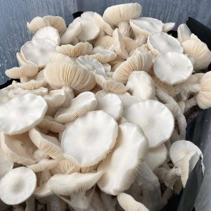 Cuban Cubensis for sale online